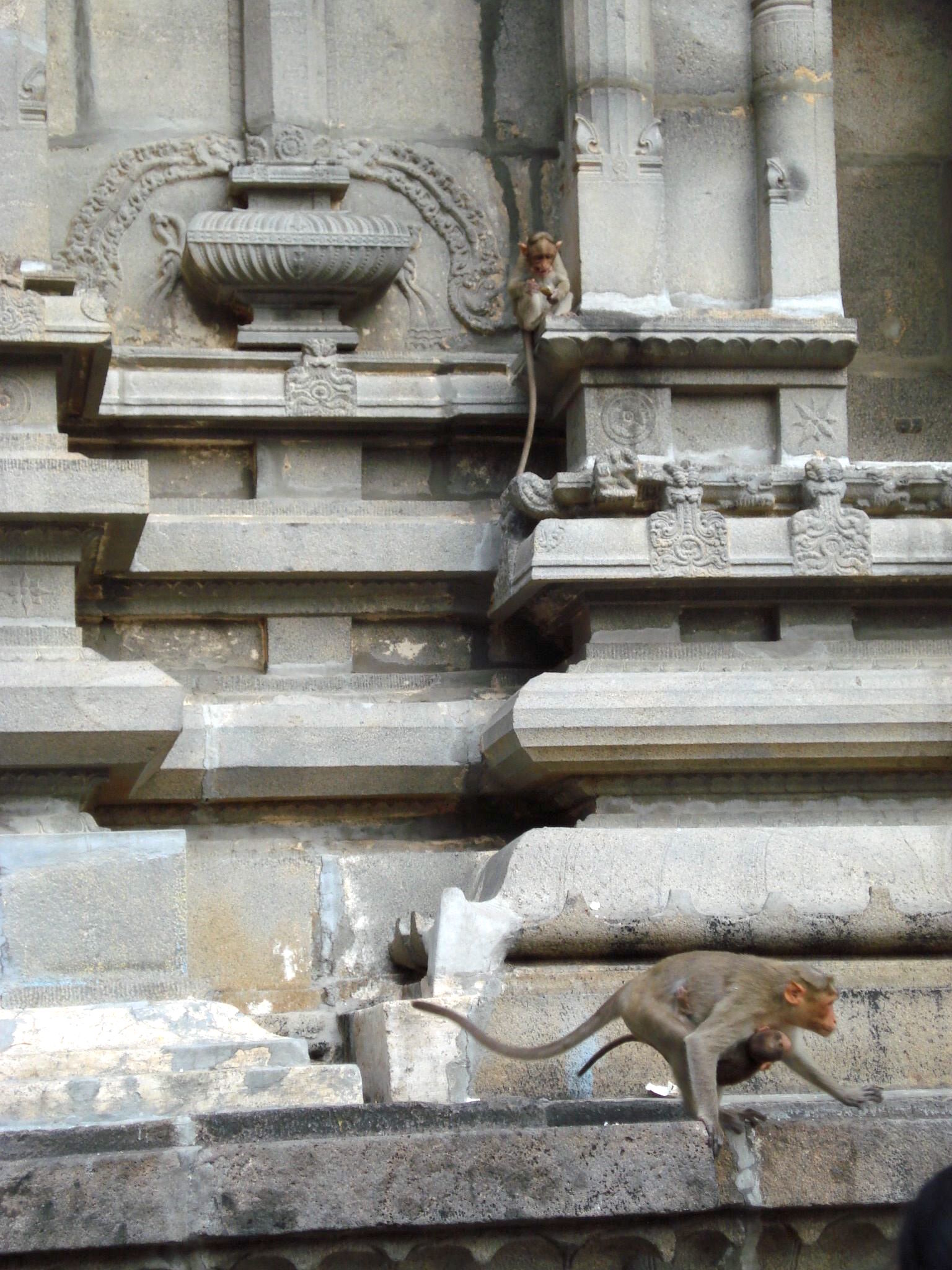 Tiruvannamalai - monkeys