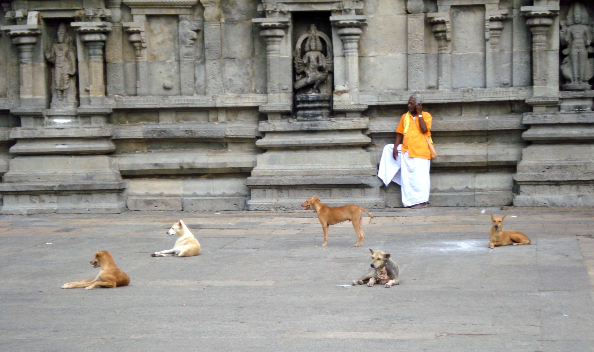 Tiruvannamalai - Spiritual dogs