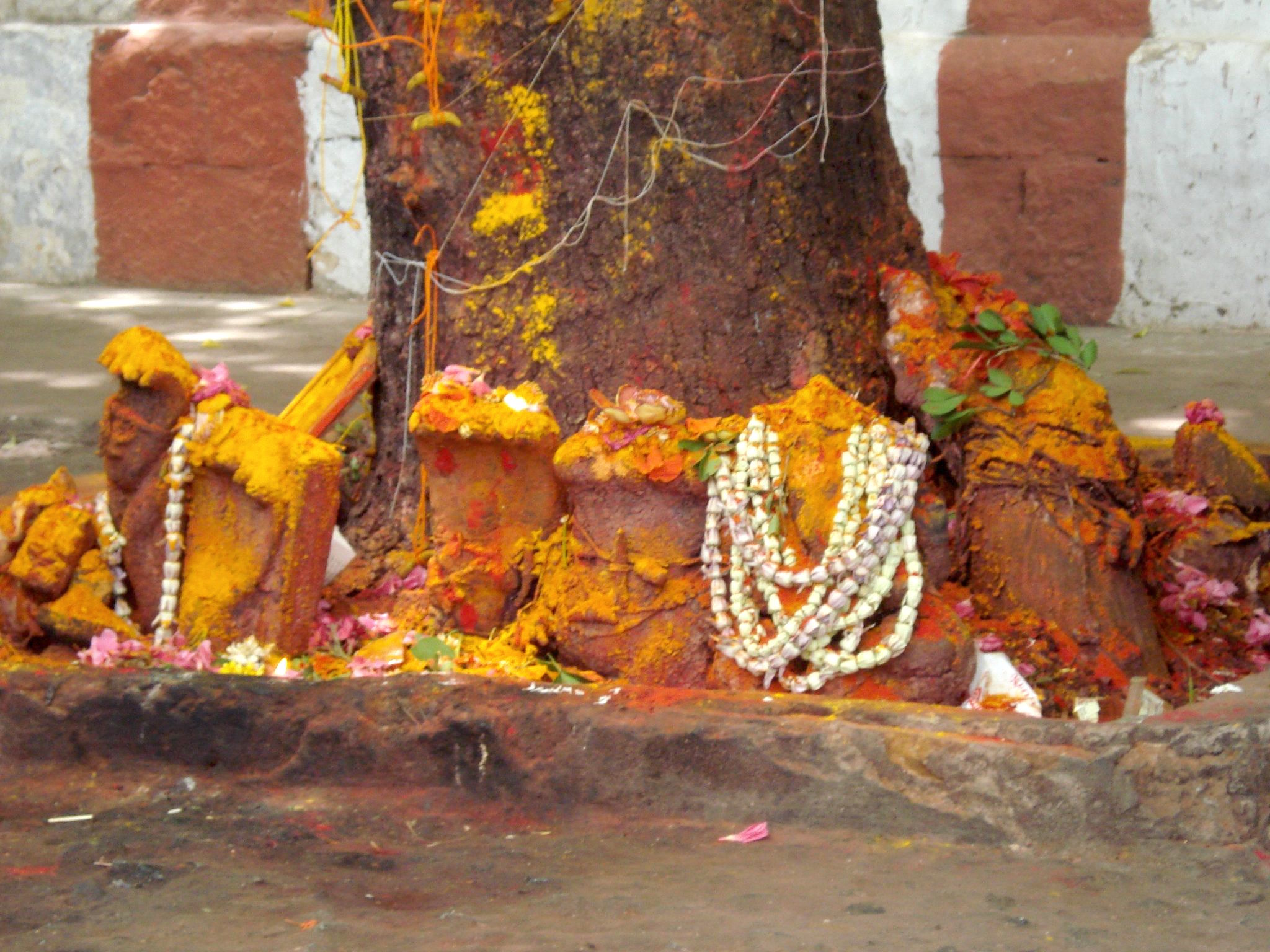Sri Kalahasti - devotion tree
